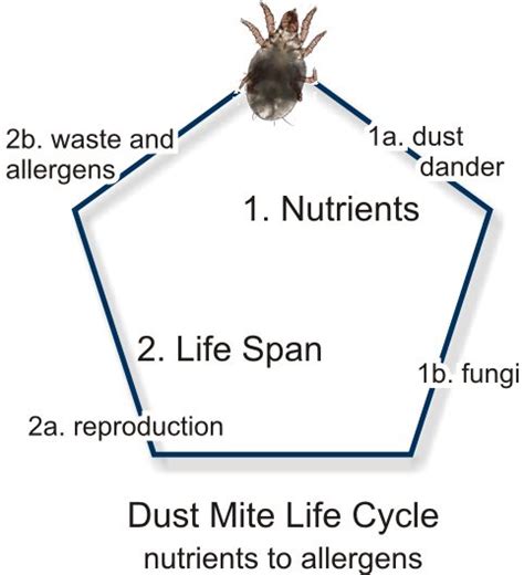 Dust Mites Love Fungi Situ Biosciences
