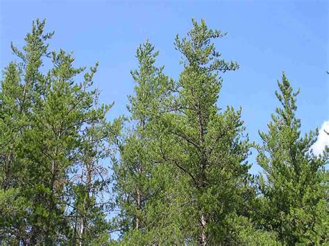 5 Types Of Pine Trees In Michigan With Pictures House Grail