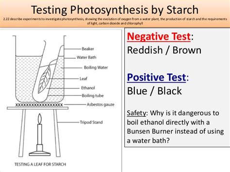 How to test for chlorophyll in photosynthesis. Igcse biology edexcel 2.17 2.32