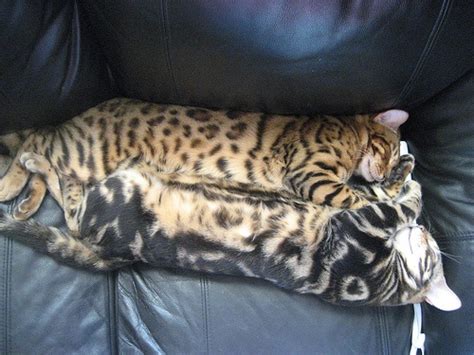 How big does a bengal cat get? 32 best images about Bengal Cats - beautiful, boisterous ...