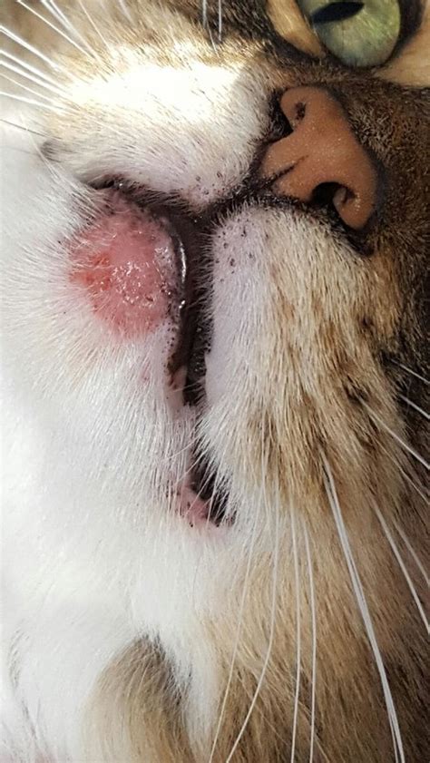 I slept with my cat last night and i was itching all night. Cat Lips Swollen | Lipstutorial.org