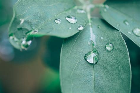 Impact of water droplets on leaves quickly triggers stress responses in