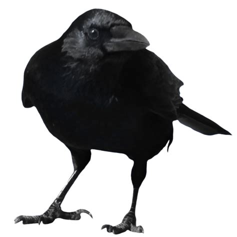 Crow Clip Art Crow Png Download 800800 Free Transparent Crow Png