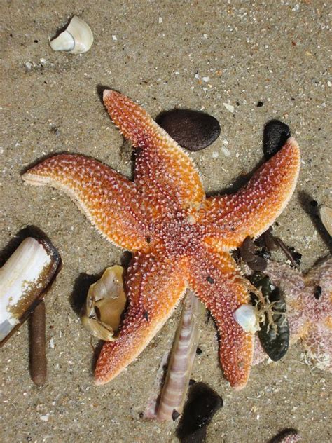 Starfish Marine Invertebrates Invertebrate Echinoderm Picture Image