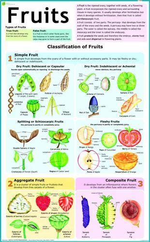 Classification Of Fruits Chart