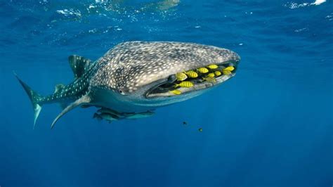 New Species Of Hardy Crustacean Discovered Living In Mouths Of Whale Sharks Firstpost