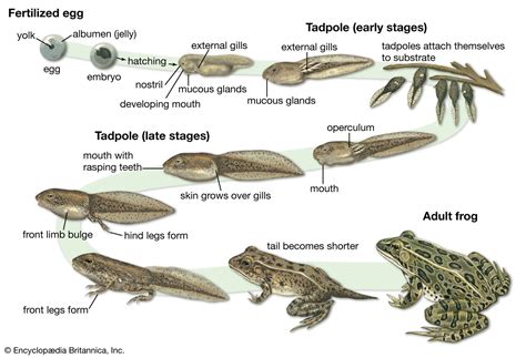 amphibian characteristics life cycle and facts britannica
