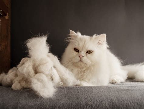 Why Is My Cat Shedding So Much Causes And Treatment Options