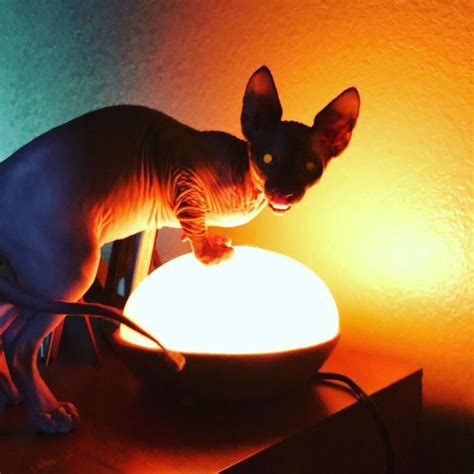 30 Times Sphynx Cats Proved Theyre Not The Best Photo Models Sphynx