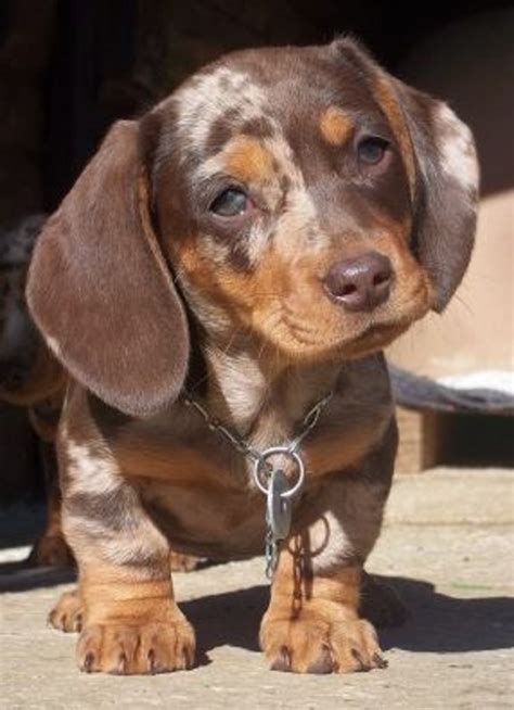 This gorgeous dapple long haired mini. 17 Smiling Dachshunds Put a Smile on Your Face