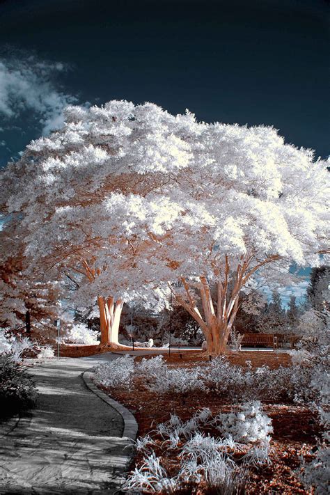 Infrared Photo Of Trees In Bright Sunlight Beautiful Landscapes