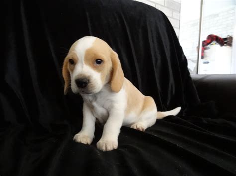 New Litter Pocket Beagle Puppies ~ Born 5 6 13 Tiny Beagles Miniature