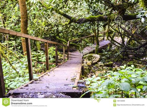 Old Wooden Bridge Steps In The Jungle Overgrown Abandoned Stock Photo