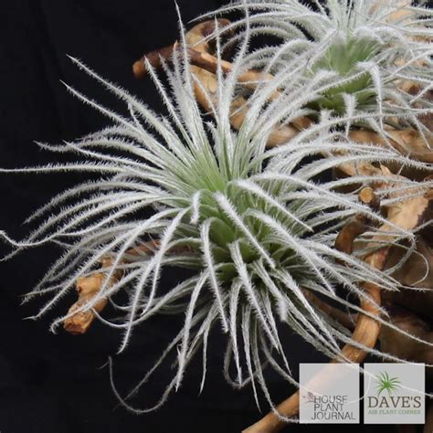 Houseplantjournal Heres A T Tectorum Trichome Time Lapse For