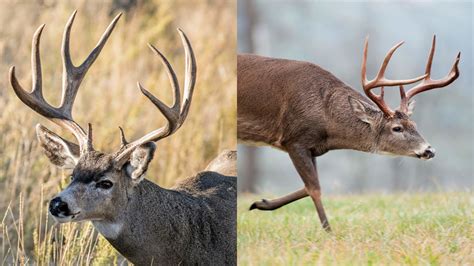 Mule Deer Vs Whitetails A Species Comparison Meateater Wired To Hunt