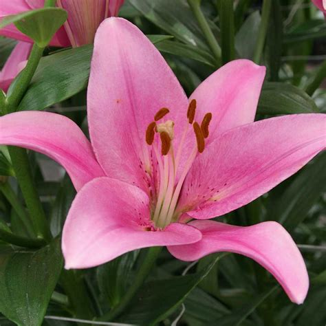 Lilium Lily Asiatic Pink 1 Bulb Garden Seeds Market Free Shipping
