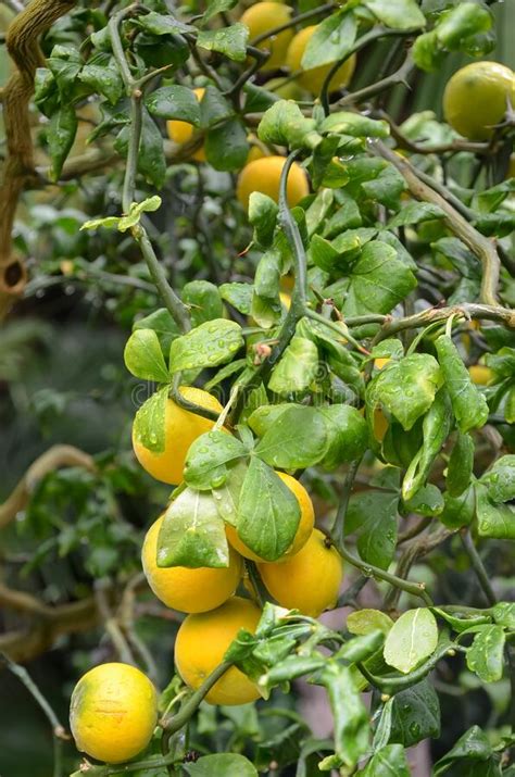 Trifoliate Orange Poncirus Trifoliata 'Monstrosa' Fruit on Tree Stock ...