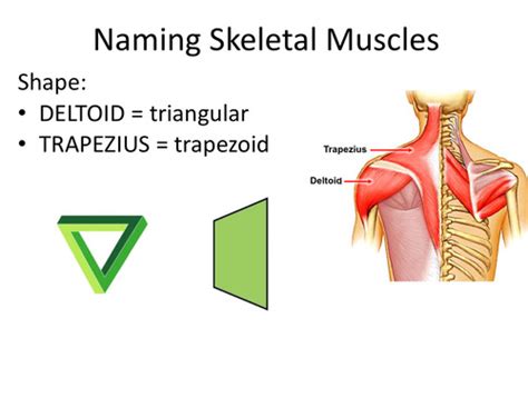 Lab 3 Skeletal Muscles Flashcards Quizlet