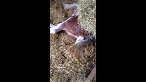 Horse Birth Step 2 First Appearance Of A Baby Foal Youtube