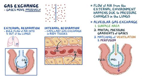 Gas Exchange In The Lungs Blood And Tissues Video Osmosis