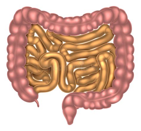 Small And Large Intestine Digestive System Stock Vector Illustration