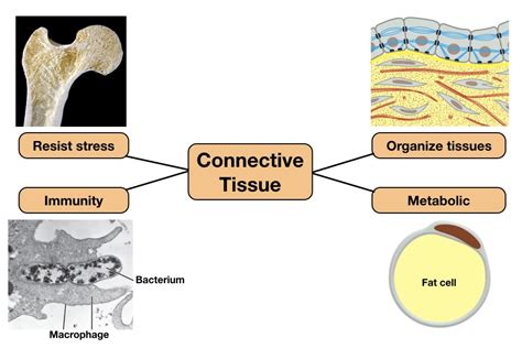 Structure And Function Of Connective Tissue And Bone Lab