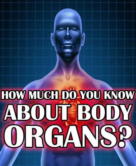 I Got Organ Outstanding How Much Do You Know About Body Organs