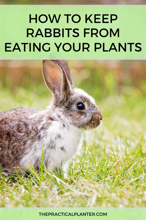 How To Keep Rabbits From Eating Your Plants 7 Effective Methods