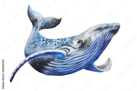 Watercolor Blue Whale Illustration Isolated On White Background For