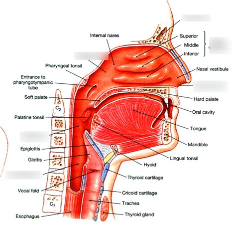 Airway Anatomy Pharynx Diagram Quizlet The Best Porn Website