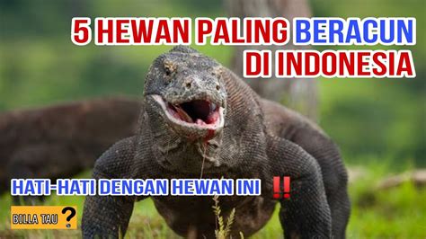 5 Hewan Paling BERACUN Di Indonesia YouTube