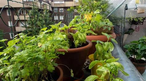 17 Awesome Vegetables Easy To Grow On A Balcony Simplify Gardening
