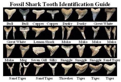 Maybe you would like to learn more about one of these? Fossil shark teeth | Beach | Pinterest | Sharks, Teeth and ...