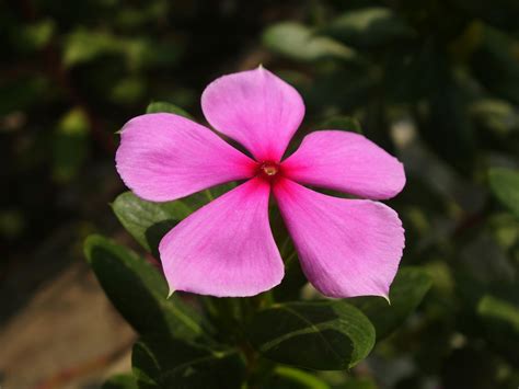 Pink 5 Petaled Flower In Bloom · Free Stock Photo