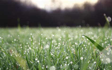 Grass With Dew Backgrounds