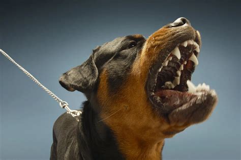 Most Common Types Of Dog Aggression Alternativecaninetraining