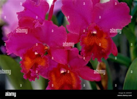 Group Of Three Magenta Orchids Stock Photo Alamy
