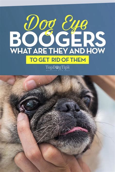 Dog Eye Boogers What Are They And How To Get Rid Of Them