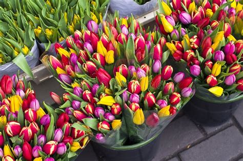 Tulips At The Flower Market In Amsterdam Stock Image Image Of
