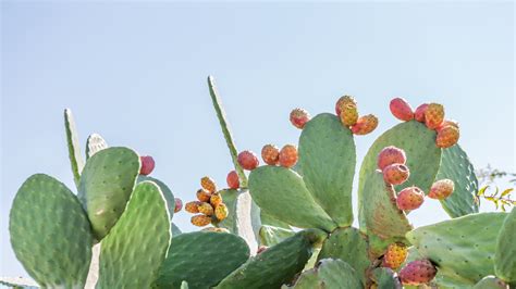 And how do you prepare it, to make sure that prickly pear thorns won't be lodged in the. Prickly Pear Cactus Leaf with Fruit - Consumer Energy Alliance