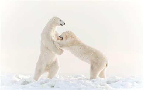 Polar Bears Playing Image Canada National Geographic Your Shot Photo