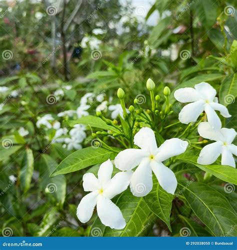 White Jasmine Flowers Are Very Beautiful And Beautiful In A Garden