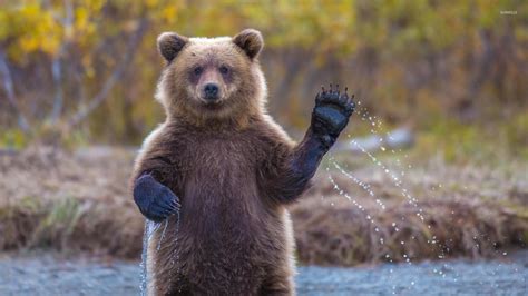 This 36 Facts About Bear Wallpaper Free Bears Wallpaper And Other