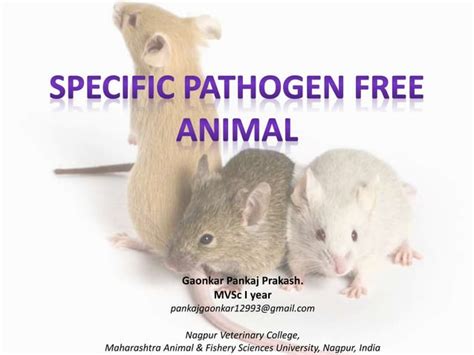 Specific Pathogen Free Animal Ppt