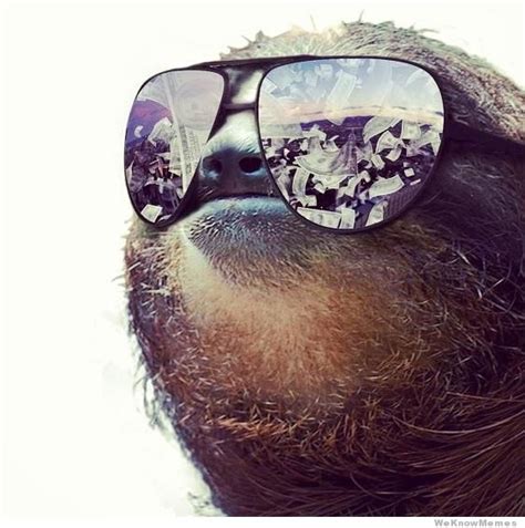49 Sloth Sunglasses Wallpaper Wallpapersafari