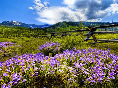 Mountain Wildflowers Desktop Background Wallpaper 2560x1600