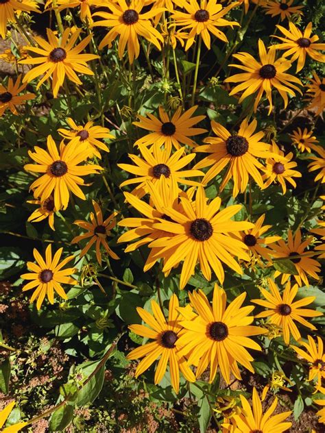 How To Grow Black Eyed Susans From Seed Gardenary