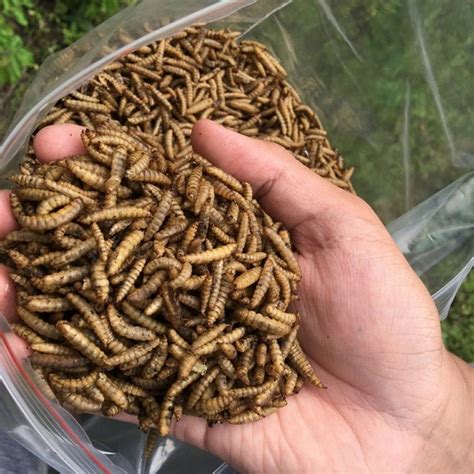 Jual Maggot Kering Bsf 100gr Larva Lalat Pakan Makanan Ikan Magot 100 Gram Di Lapak Tarombo