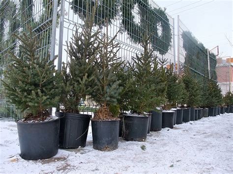 Where to Find a Ceramic Christmas Tree? - The New York Times