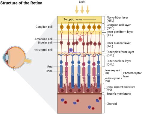 The Structure Of Human Retina Download Scientific Diagram